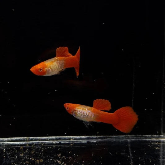 Koi Snakeskin Guppy ( Pair )