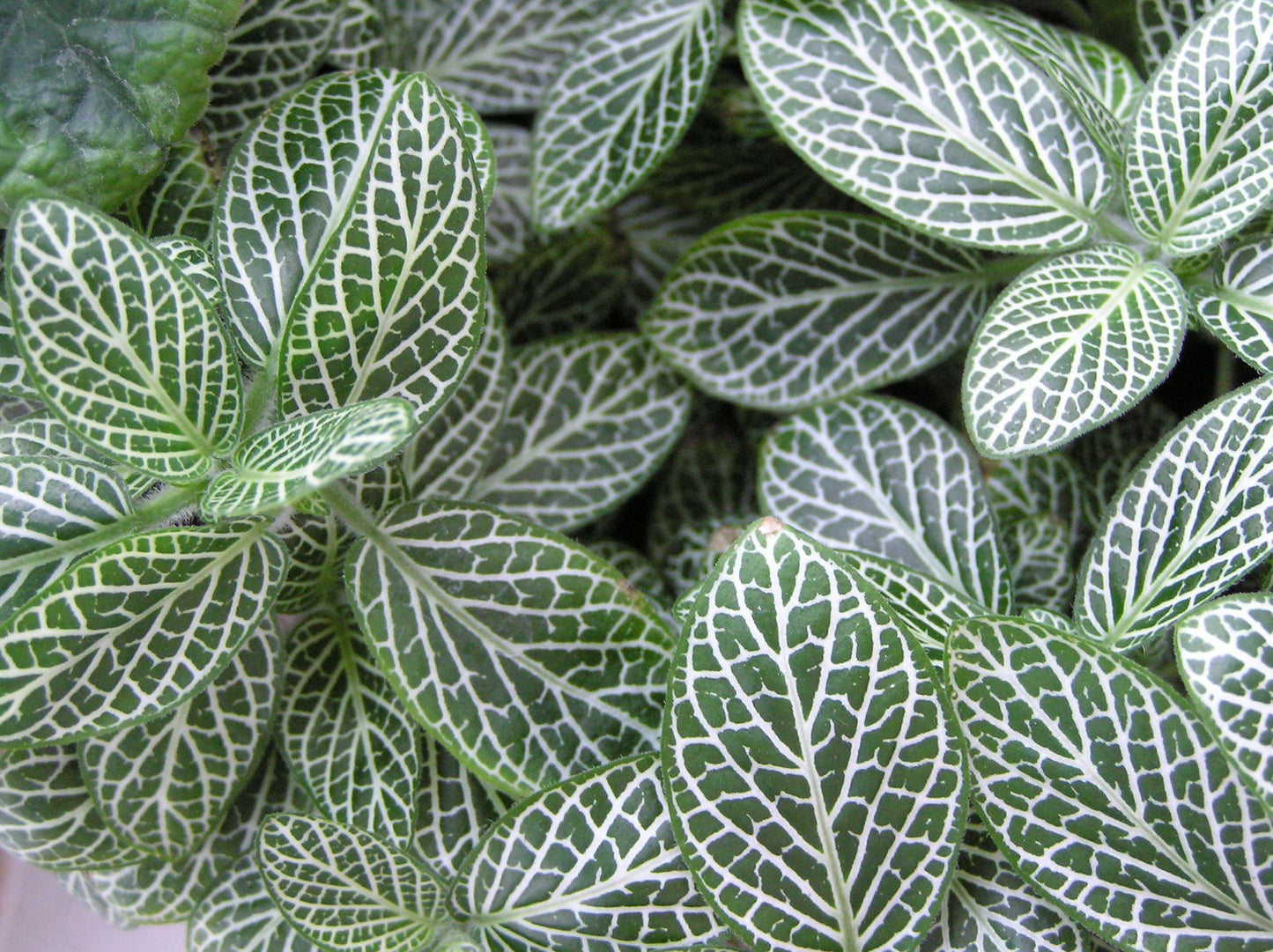 Fittonia Albivenis
