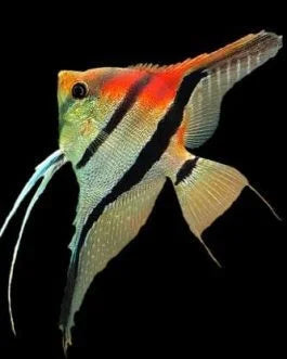 Manacapuru Red Neck Angelfish (Pterophyllum Scalare)