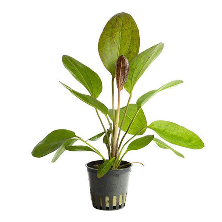 Echinodorus Paul kloeckler