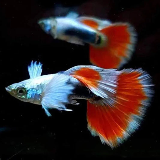 Santa Claus Dumbo Guppy (Pair)