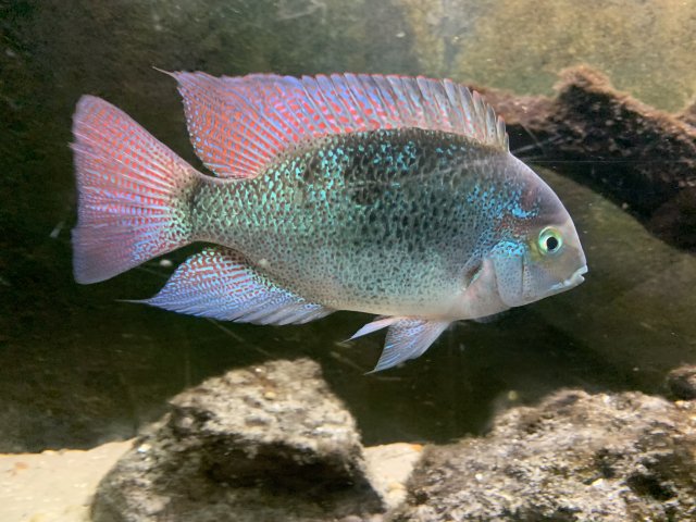 Regans' cichlid