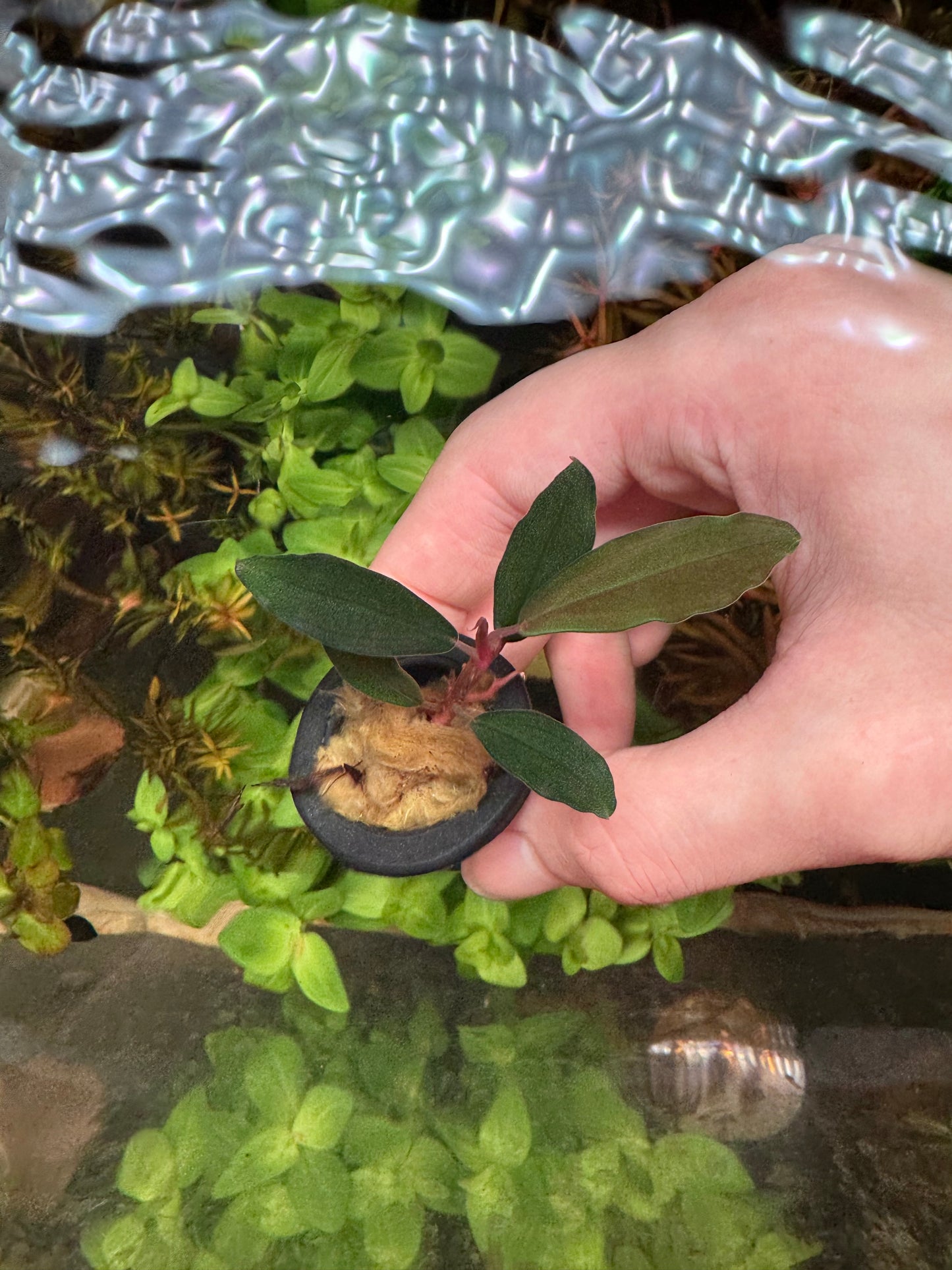 Bucephalandra Black Pearl