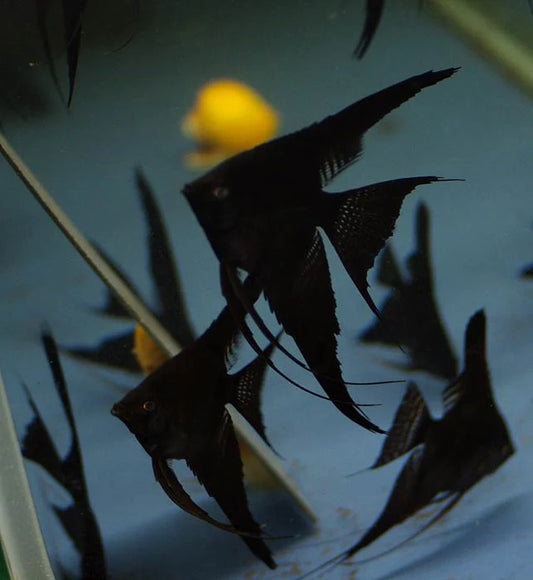 Long Fin Black Angelfish(Pterophyllum scalare )