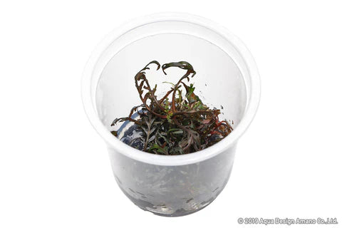 IC497 Hygrophila pinnatifida 'UK'