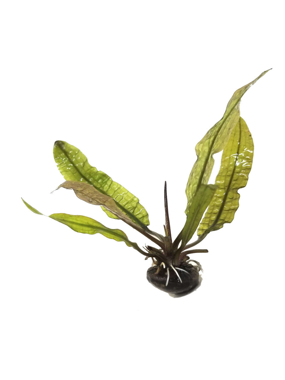 Aponogeton Boivinianus