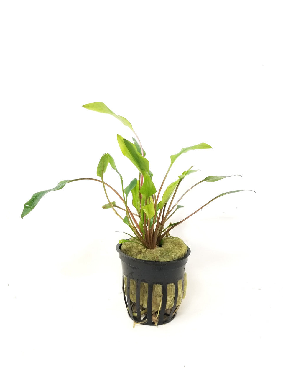 Cryptocoryne Lutea
