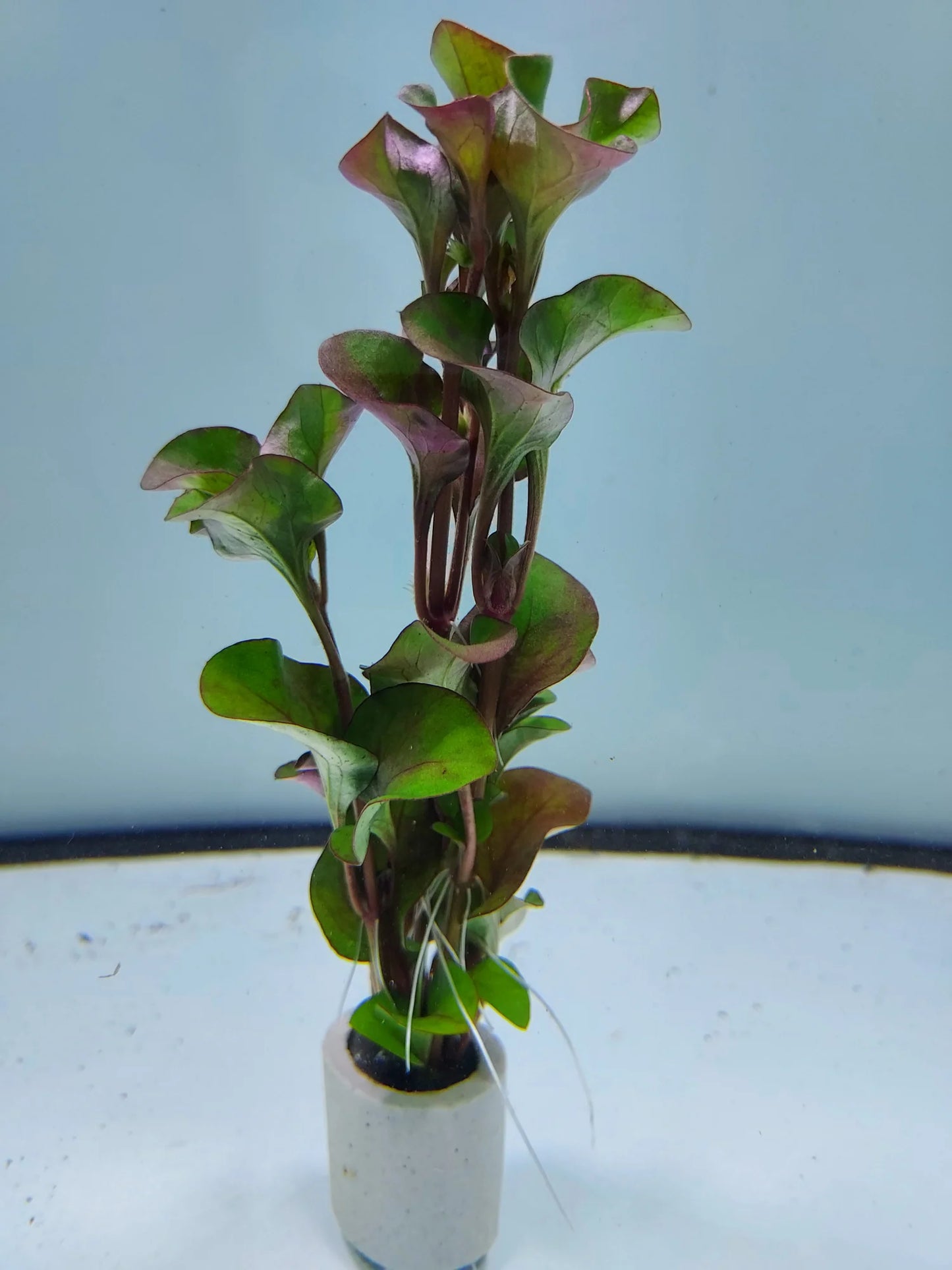 Alternanthera bettzickiana red