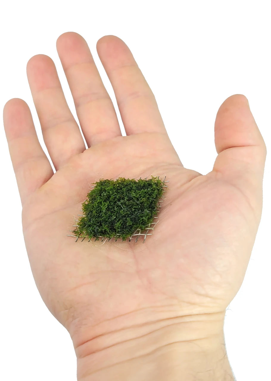 Riccardia chamedryfolia (Coral Moss) "submersed"