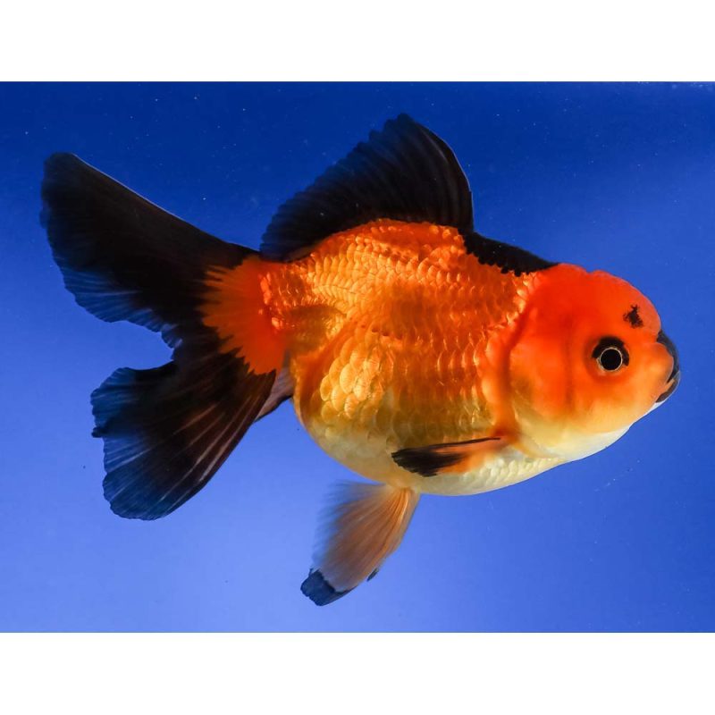 Red black oranda