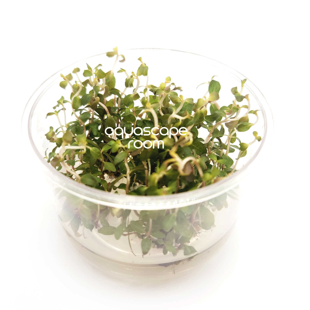 Ludwigia senegalensis (guinea) T/C CUP