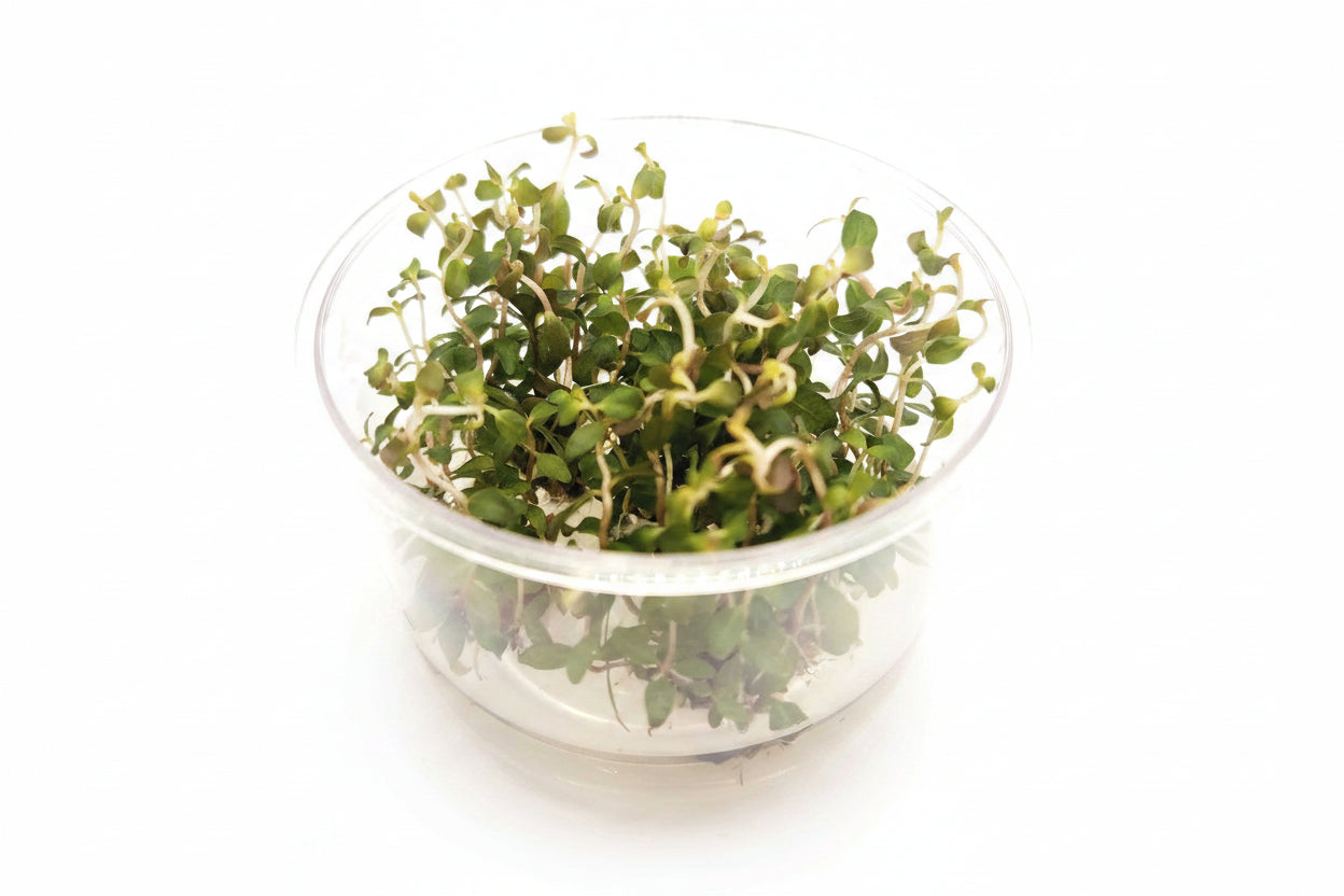 Ludwigia Inclinata var Verticillata (Pantanal) T/C CUP