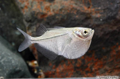 Silver Hatchetfish (Gasteropelecus Sternicla)