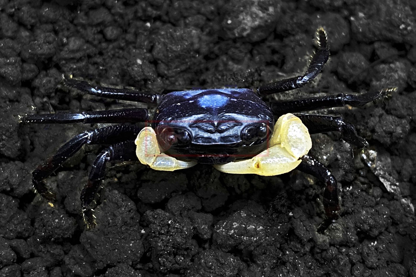 Cerulean Blue Crab (Lepidothelphusa sp.)