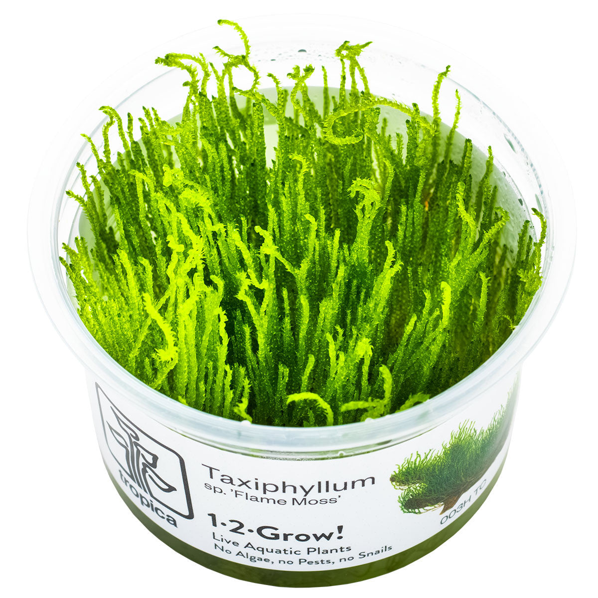 Taxiphyllum sp. 'Flame Moss' Tissue Culture