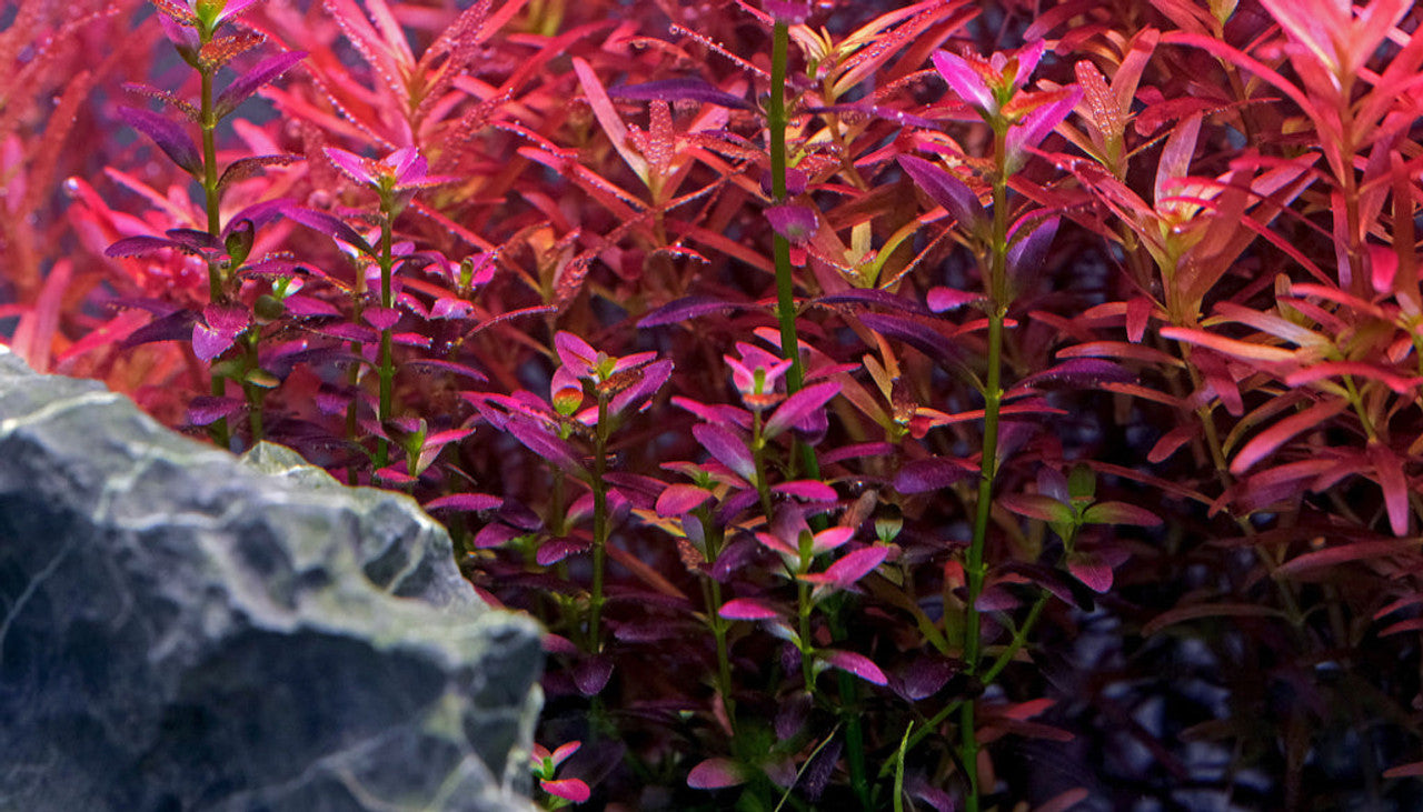 Rotala florida sunset (ramosior) potted