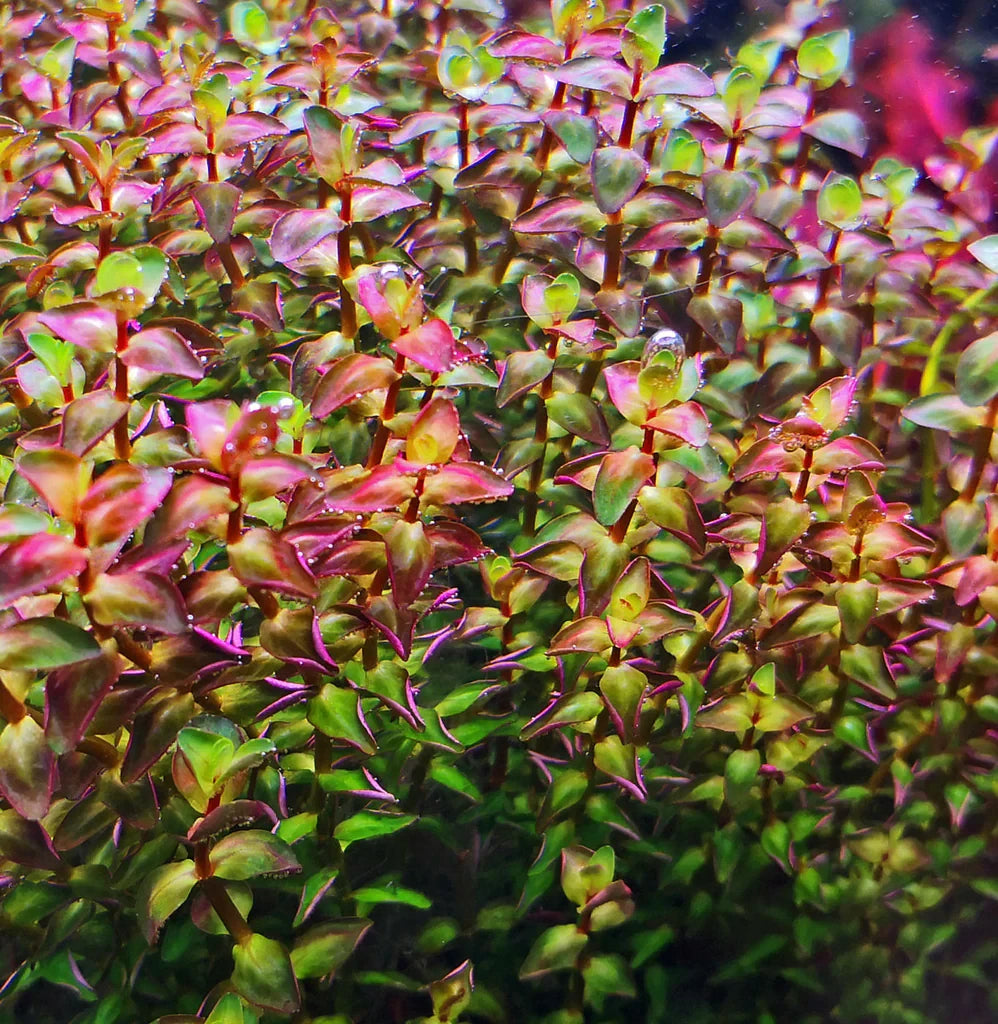 Rotala Macrandra Pearl