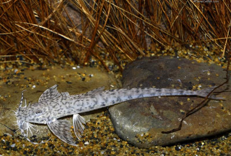 Dragon whiptail catfish