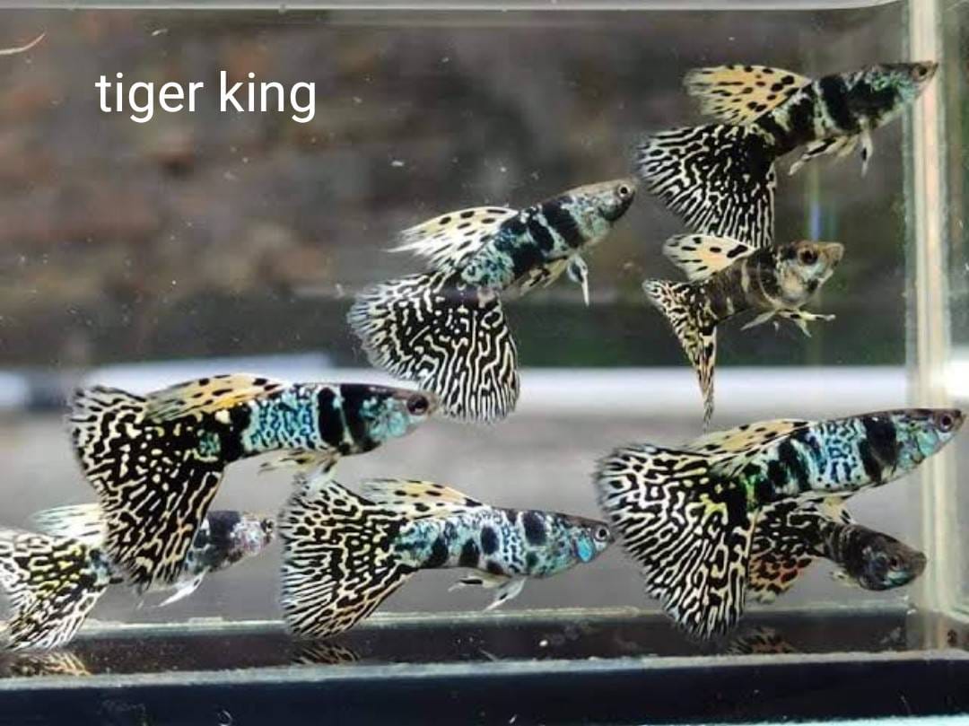 Tiger King Guppy (pair)