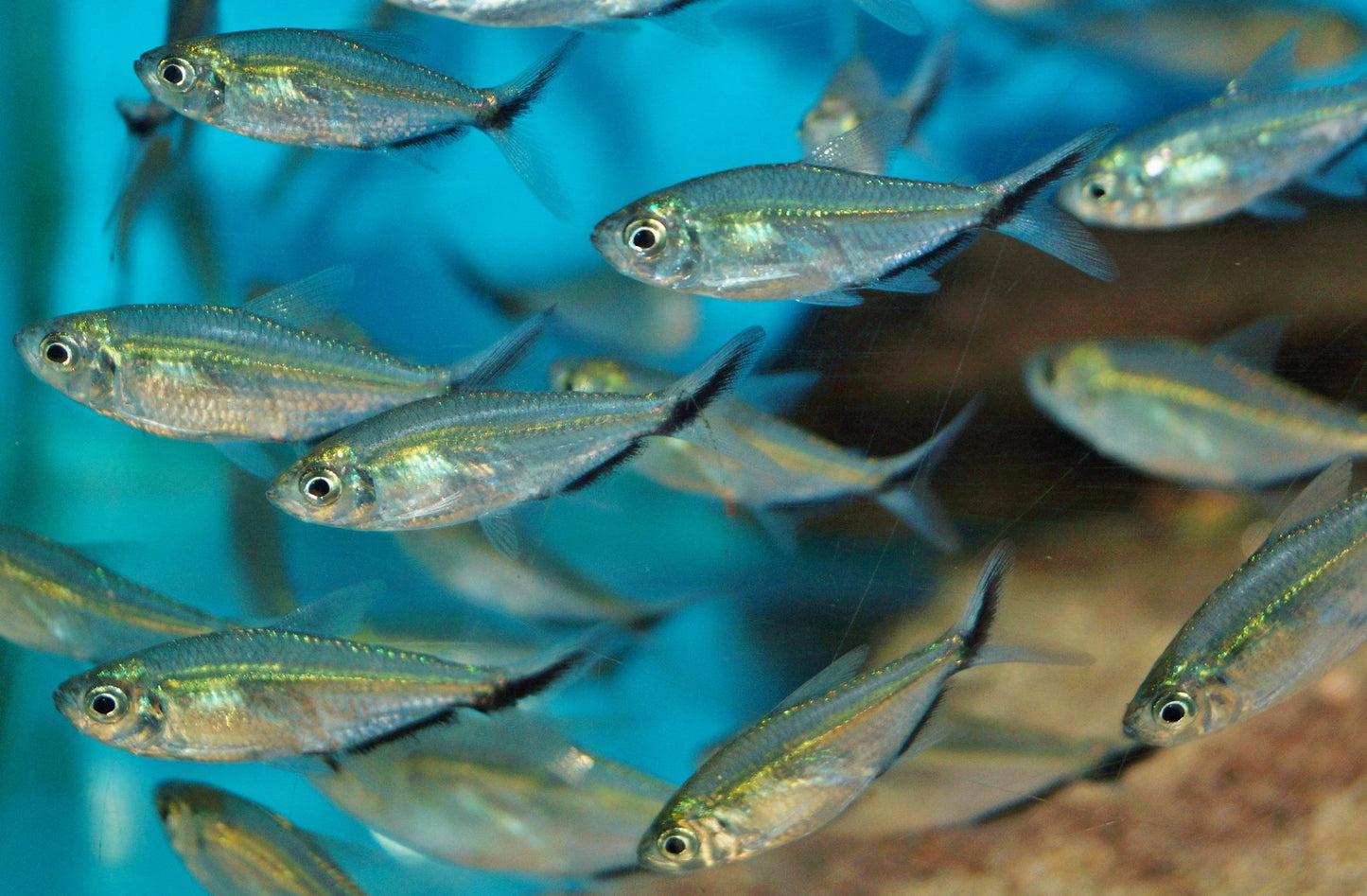 Blackline Tail Tetra (moenkhausia costae)