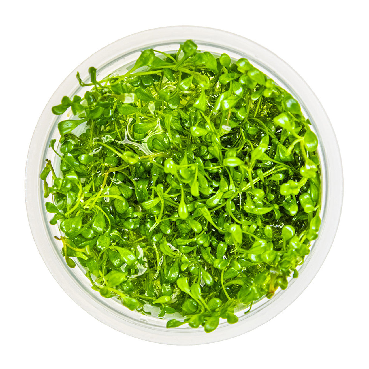 Glossostigma elatinoides T/C CUP