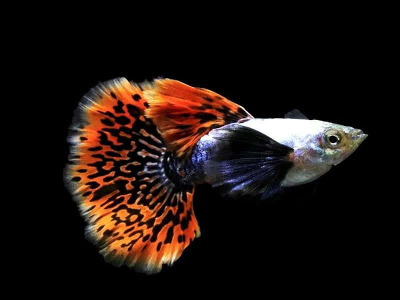 Red Mosaic Guppy