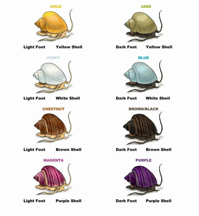 Purple mystery Snail (Pomacea Bridgesii)