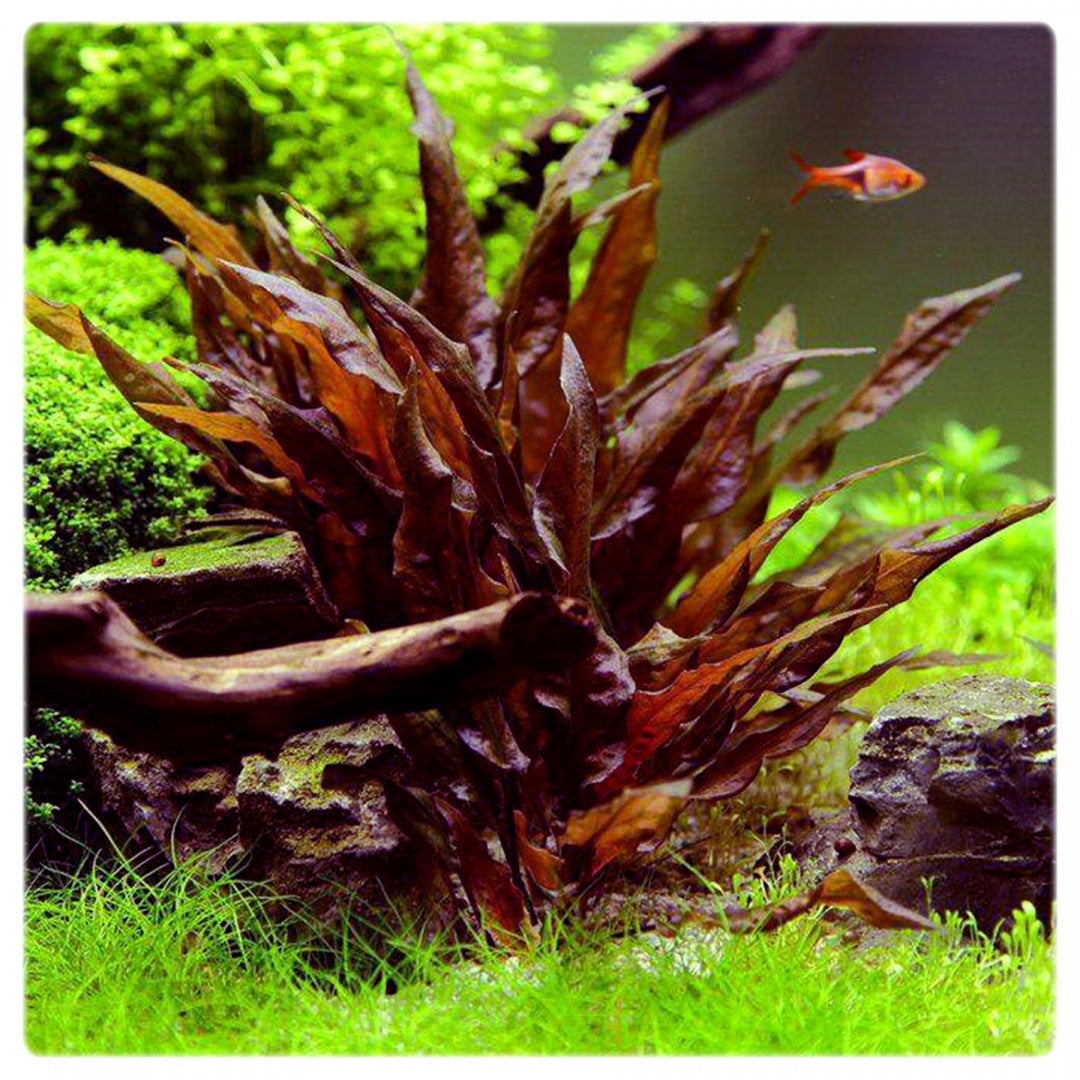 Cryptocoryne Undulata Red