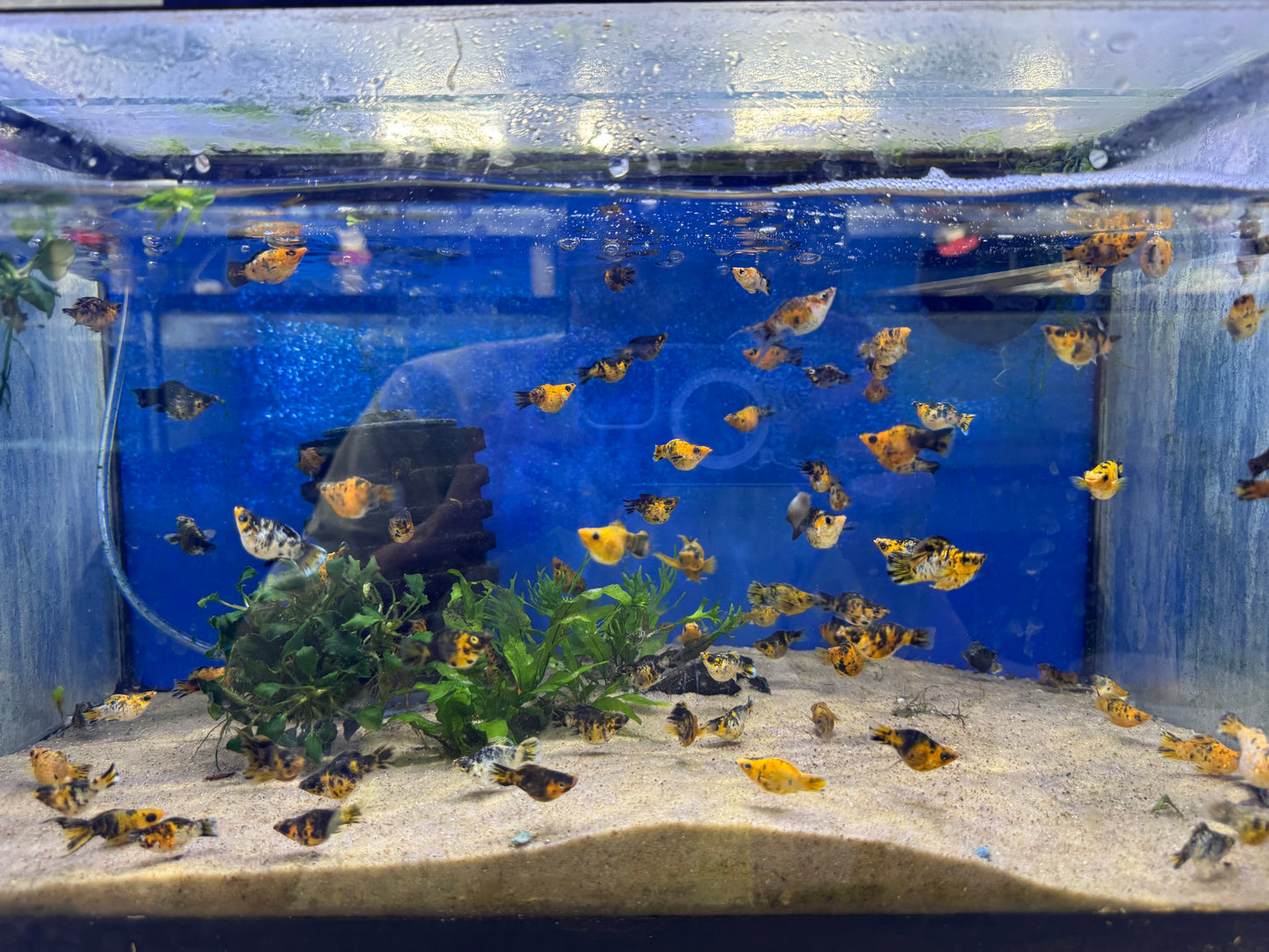 Leopard Molly Balloon (Poecilia sphenops)