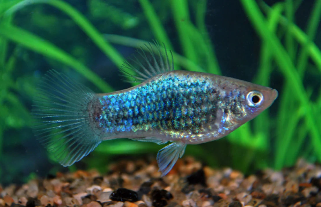 Blue Neon Platy