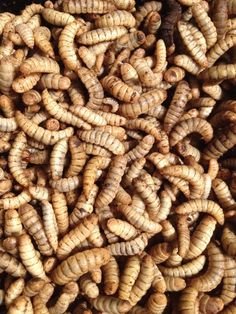 Live Black solider Fly Larvae