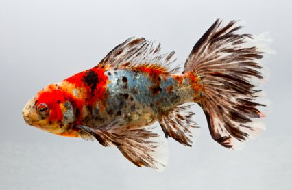 Bristol Calico Shubunkin