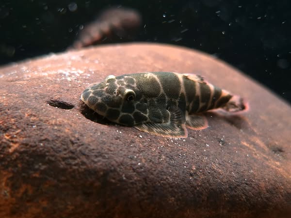 Gold Black Borneo Hillstream Loach(Gastromyzon auronigrus)