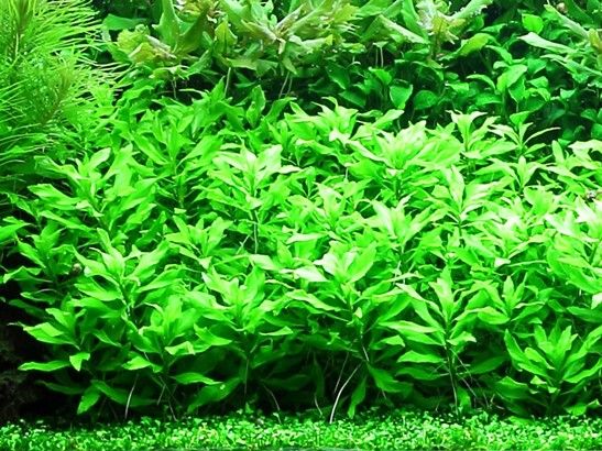 Penthorum sedoides