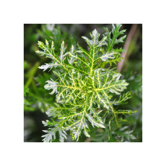 Hygrophila difformis varigated - Water wristeria
