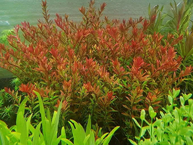 Rotala rotundifolia sp orange juice