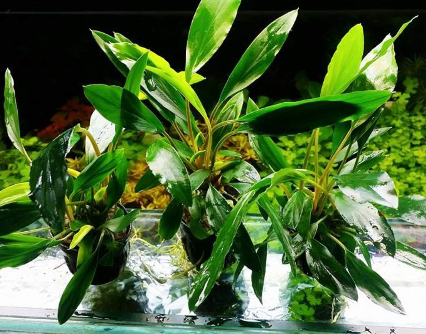 Homalomena sp. Sekadau South