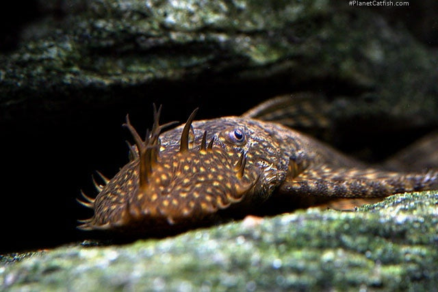 Gold Spotted Bristlenose