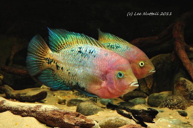 Synspilum (Vieja synspilum)