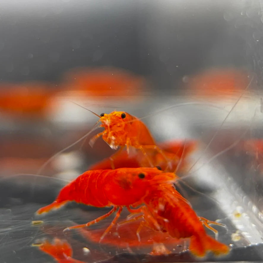 Pumpkin Orange Shrimp (Neocaridina David ) (Copy)