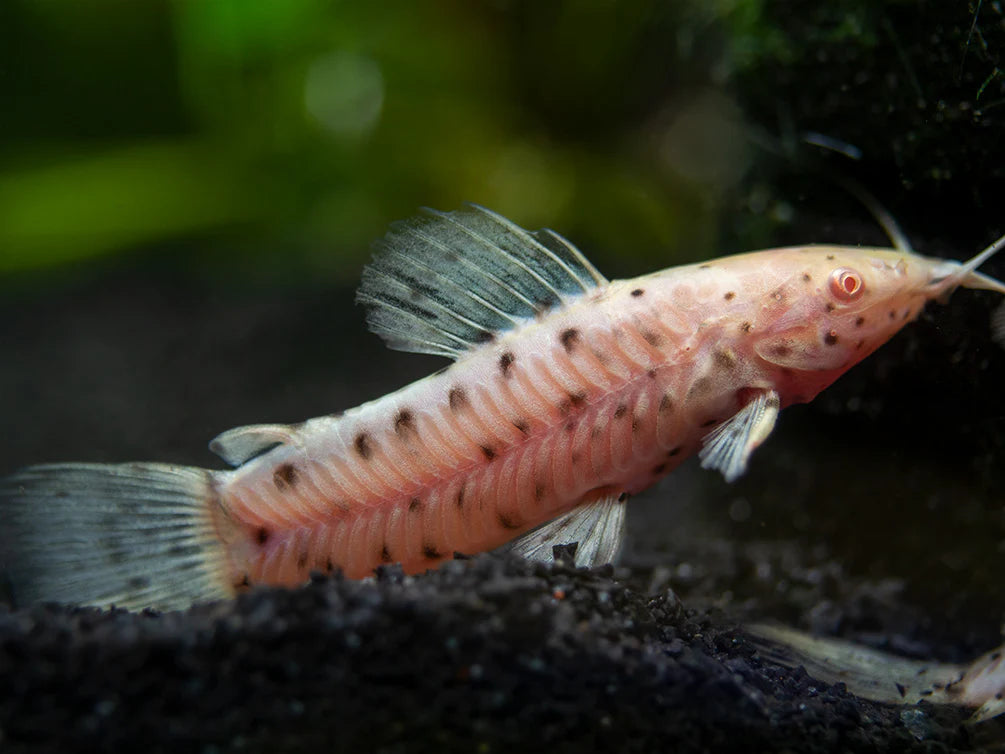 Albino Hoplo Catfish (Megalechis Thoracata)