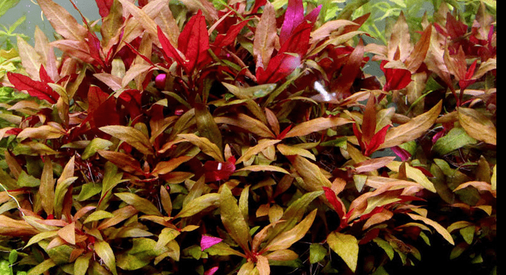 Alternanthera lilacina