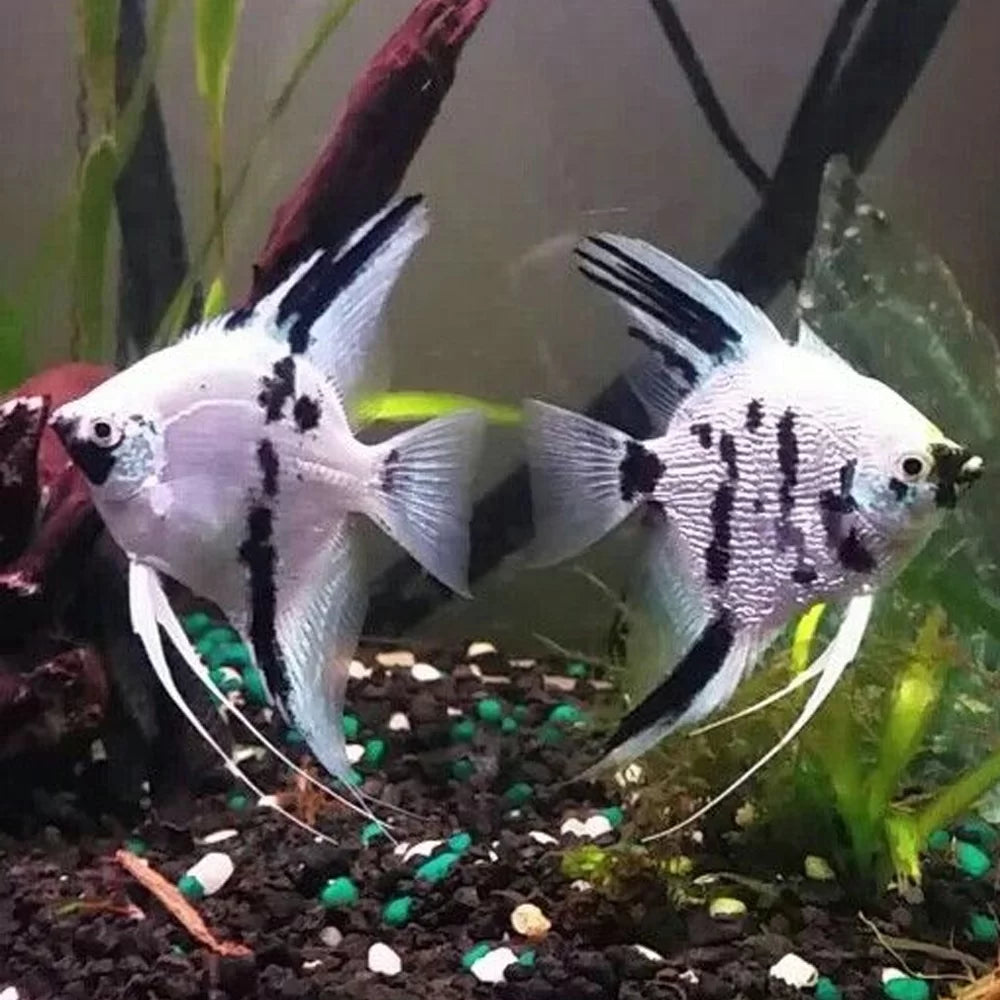 Panda Angel (Pterophyllum scalare)
