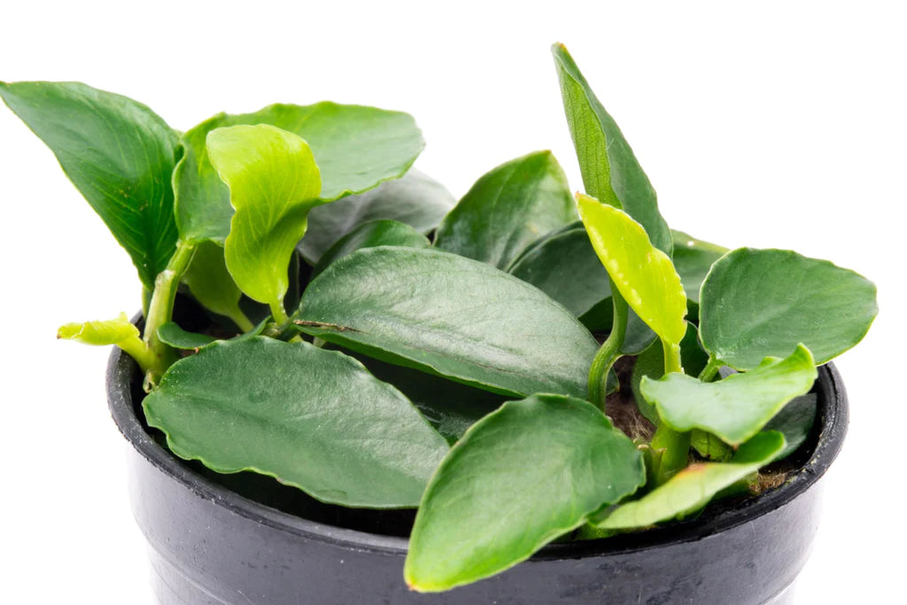 Anubias nana sp. long wavy