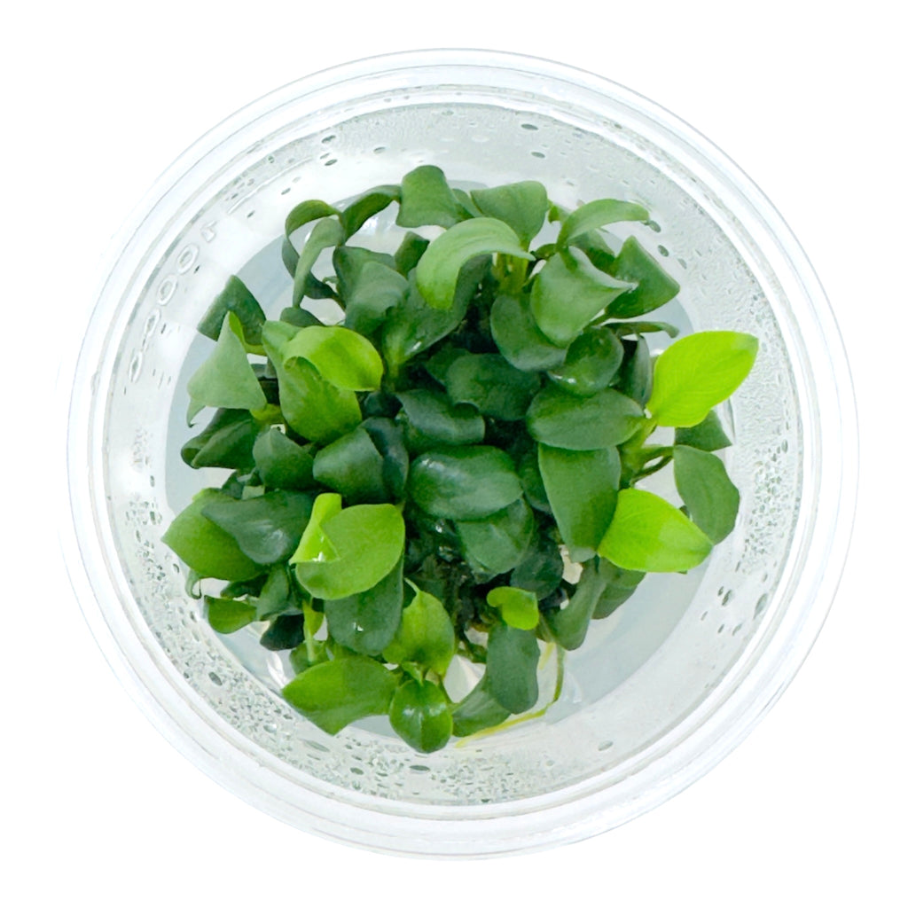 Anubias Nana Petite T/C Cup