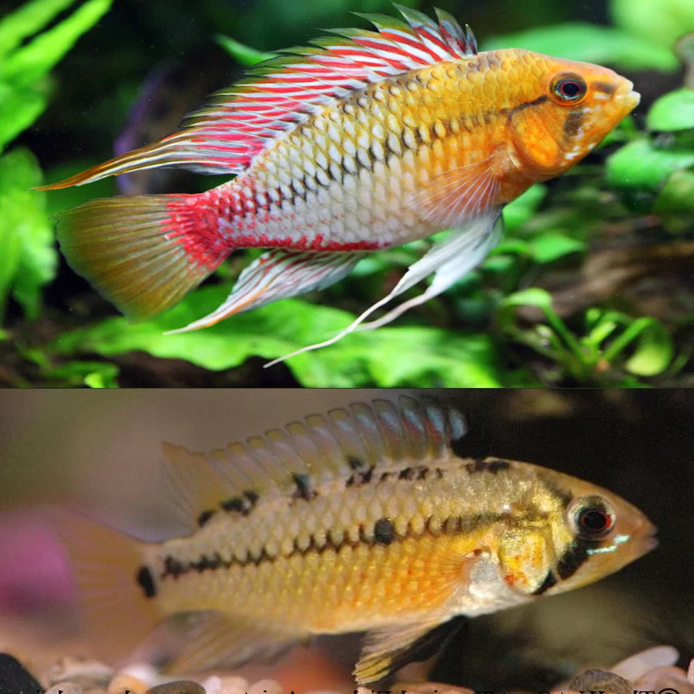 Apistogramma hongsloi care hot sale