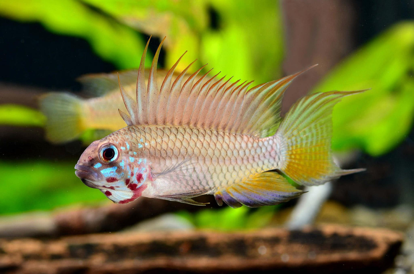 Apistograma Megaptera
