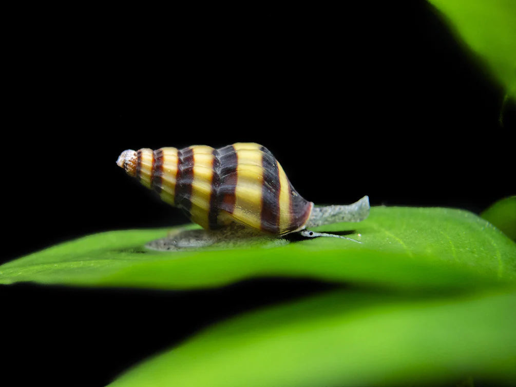 Assassin Snail (Anentome Helena)