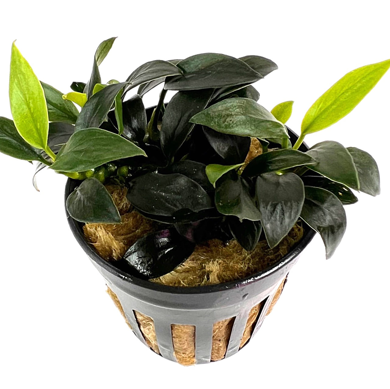 Anubias Nana sp. Jungle star