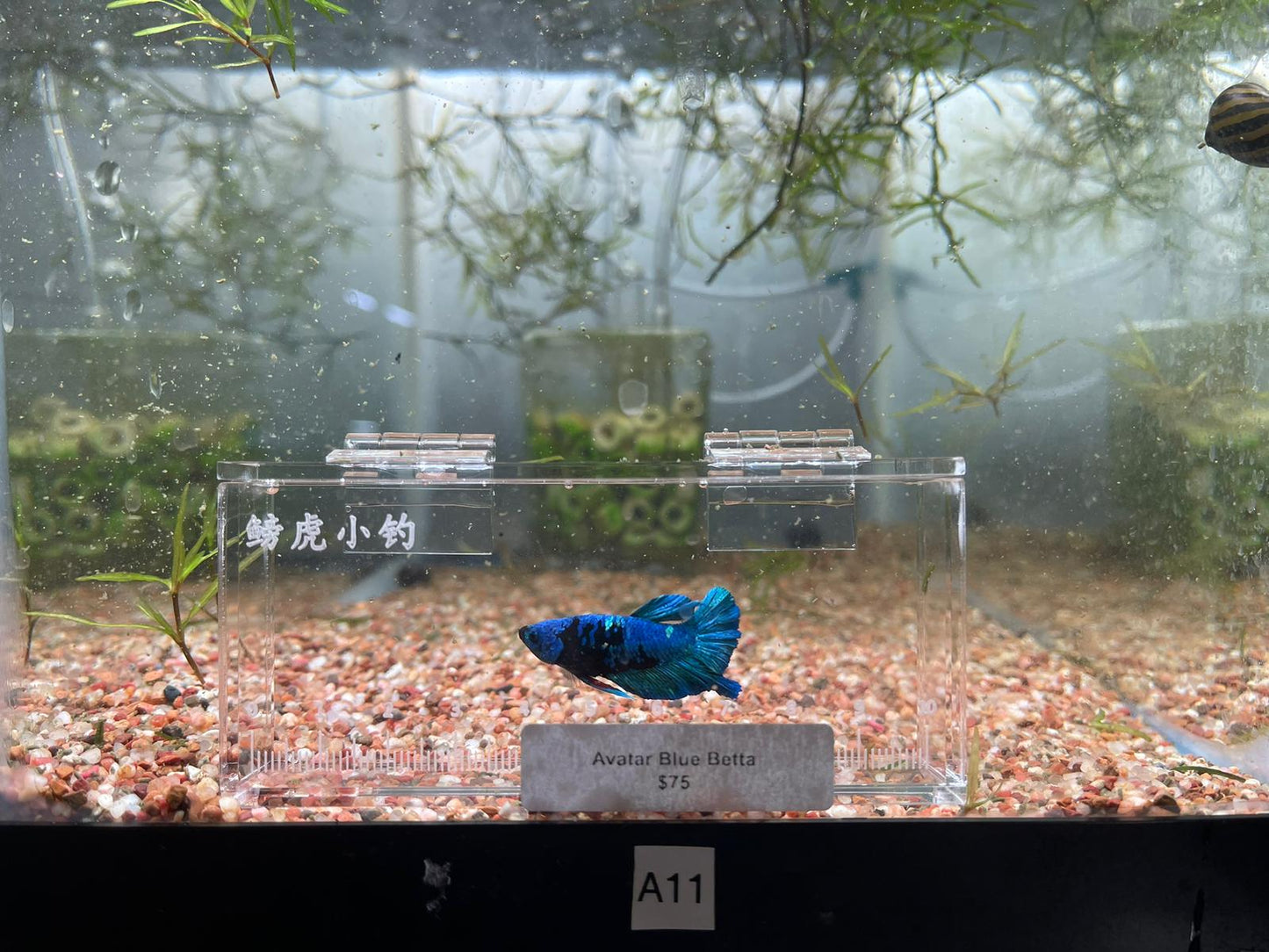 Avatar Betta